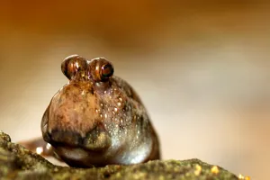 Common Mudskipper