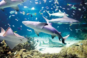 Largest variety of sharks
