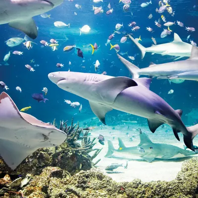 Largest variety of sharks
