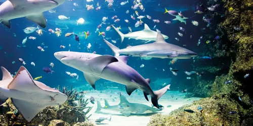 Largest variety of sharks