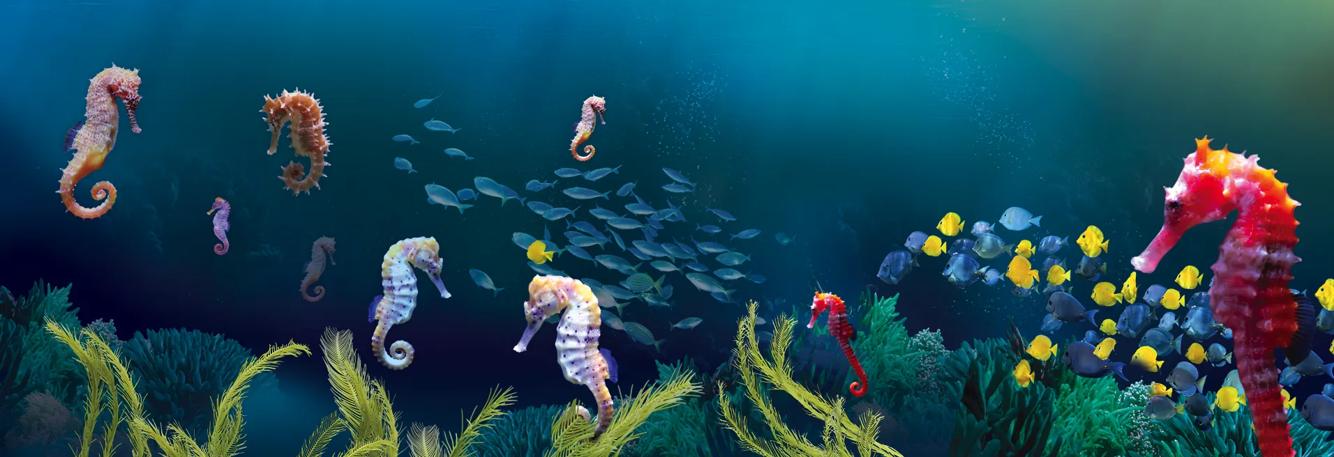 SL SEAHORSES Background Widescreen