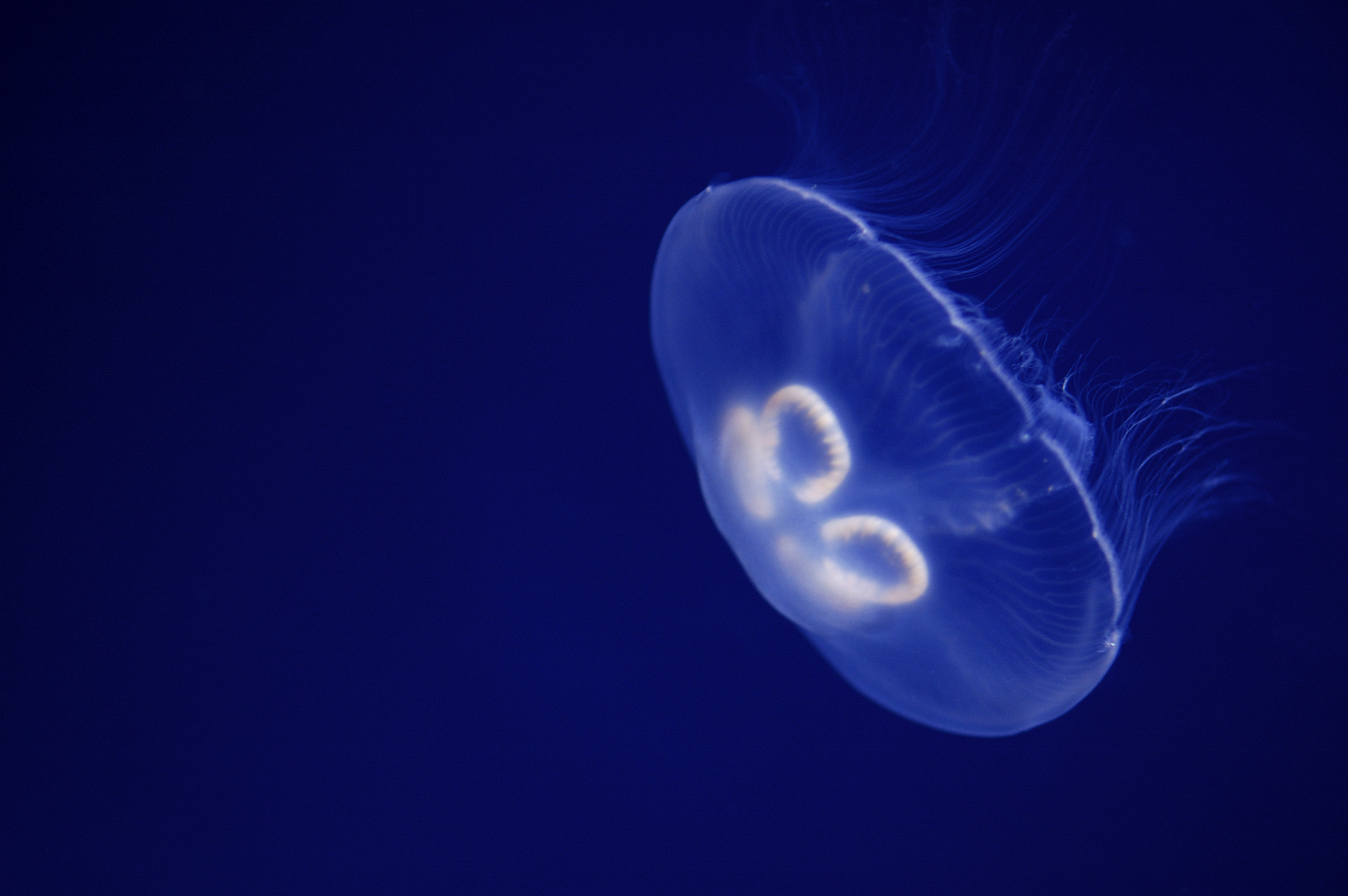 8797 Moon Jellyfish Aurelia Aurita 2