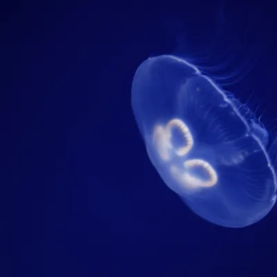 8797 Moon Jellyfish Aurelia Aurita 2