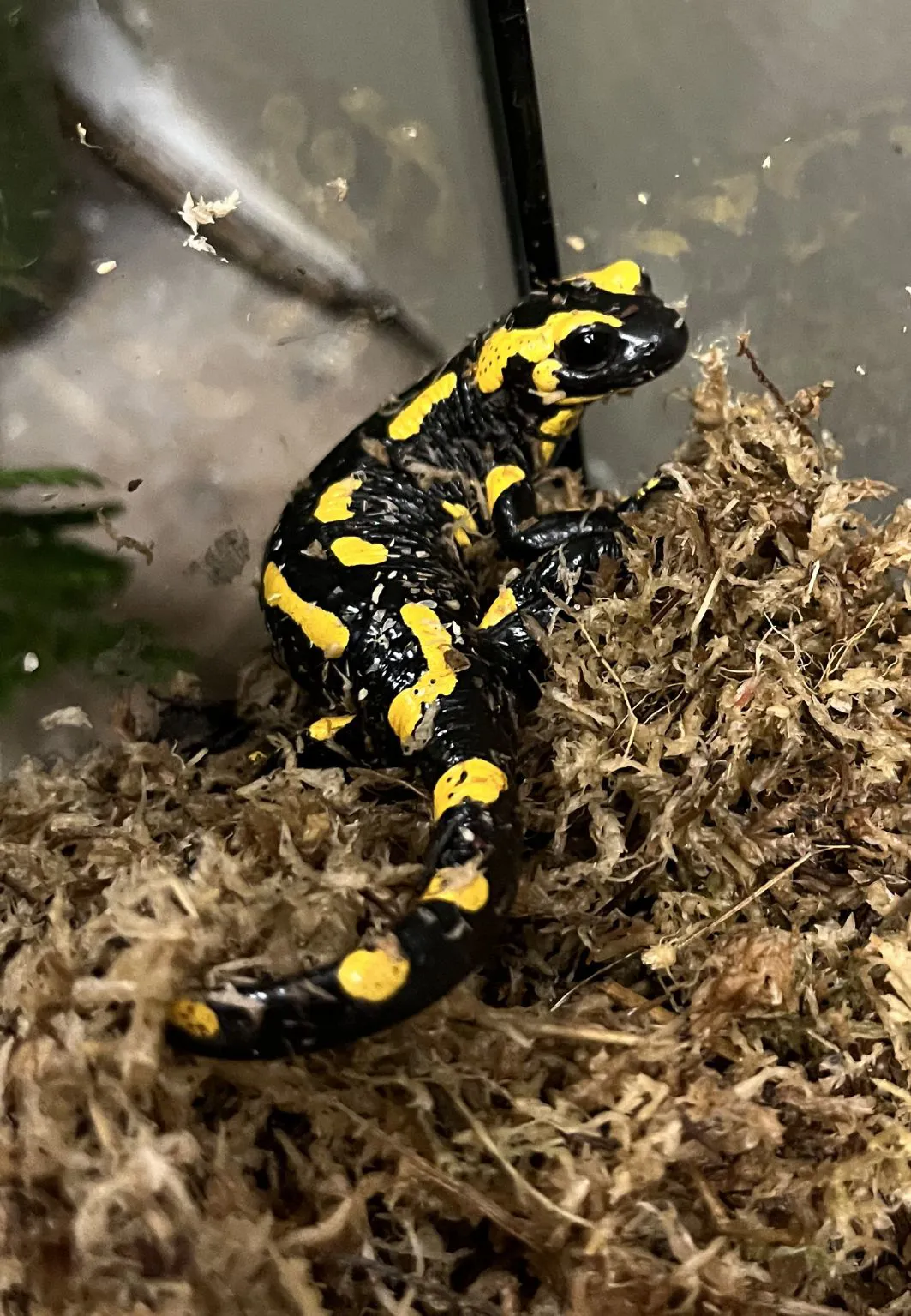 Feuersalamander