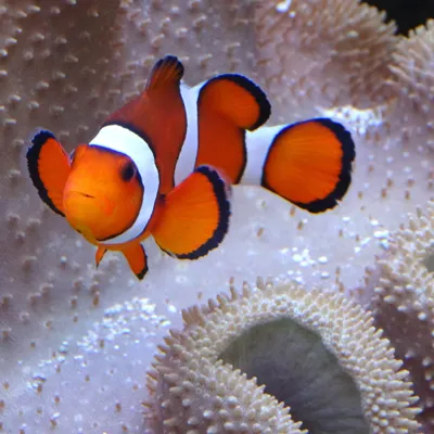 Clownfisch