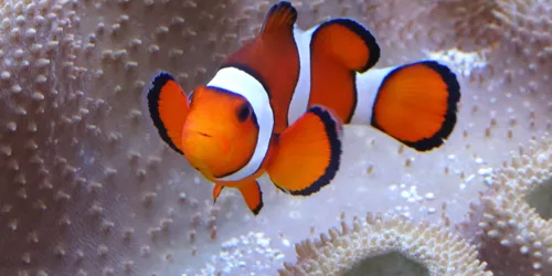 Clownfisch