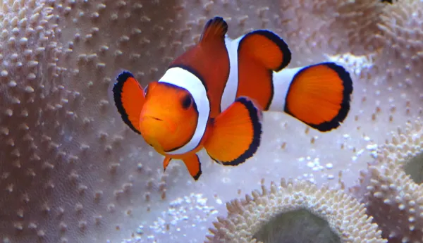 Clownfisch