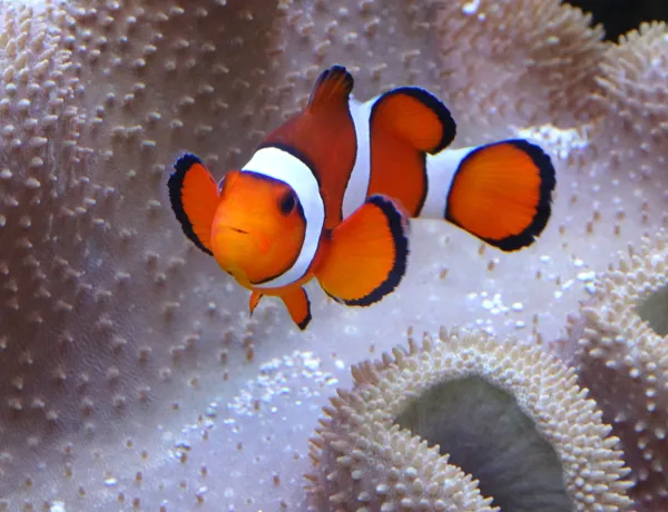 Clownfisch