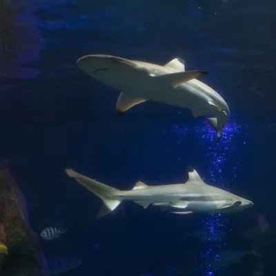 Black Tip Reef Shark
