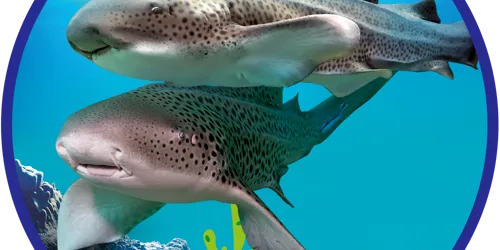 SL Conservation Round Whale 1000X1000px