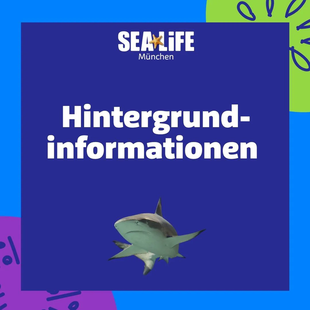 Schulworkshop Hintergrundinfos Ansicht