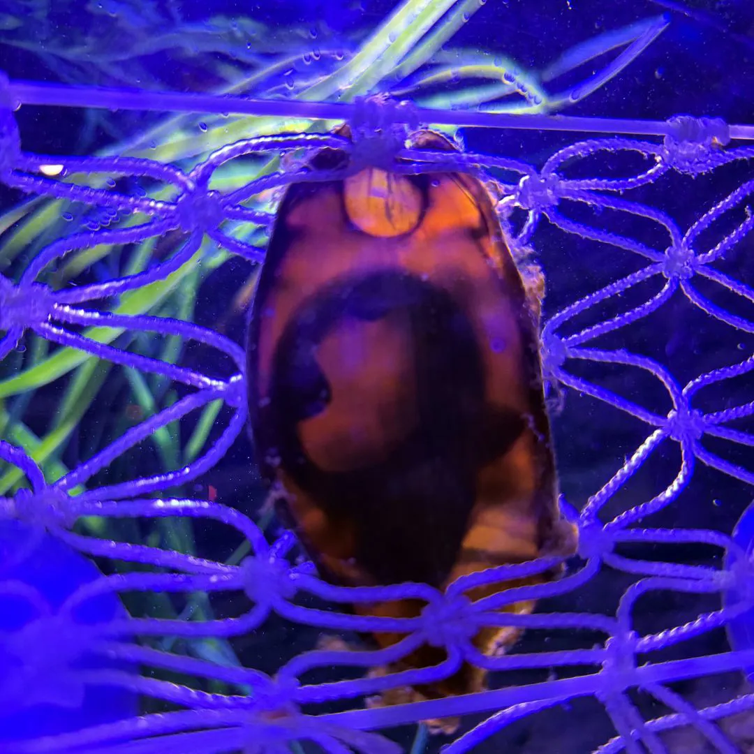 Bambushai Ei Embryo In Eihülle Im SEA LIFE München 1080X1080