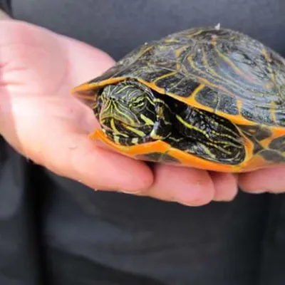Turtle Spotting