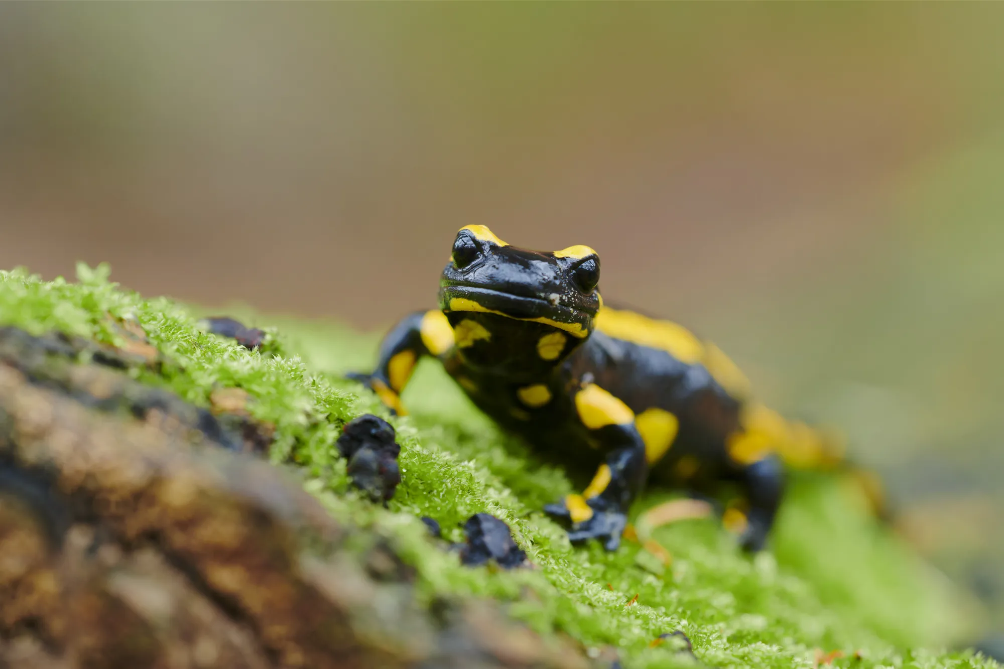 Feuersalamander_Christoph-Bosch_8_large