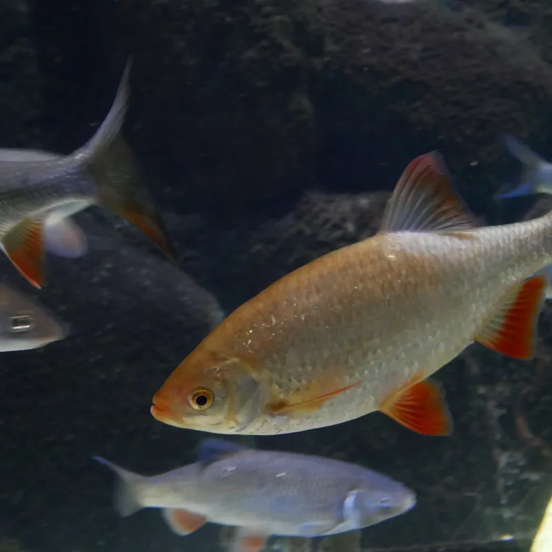 Rotfeder | SEA LIFE München