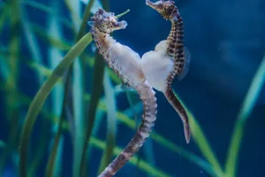 Australisches Dickbauch Seepferdchen C SEA LIFE