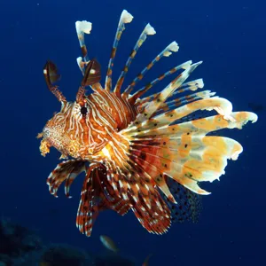 Feuerfisch