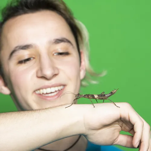 Stuckiger Insecte Tropical Island | SEA LIFE Munich