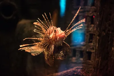 Rotfeuerfisch