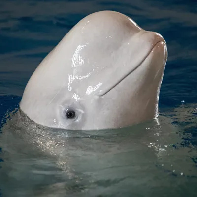 Beluga 2 (1)