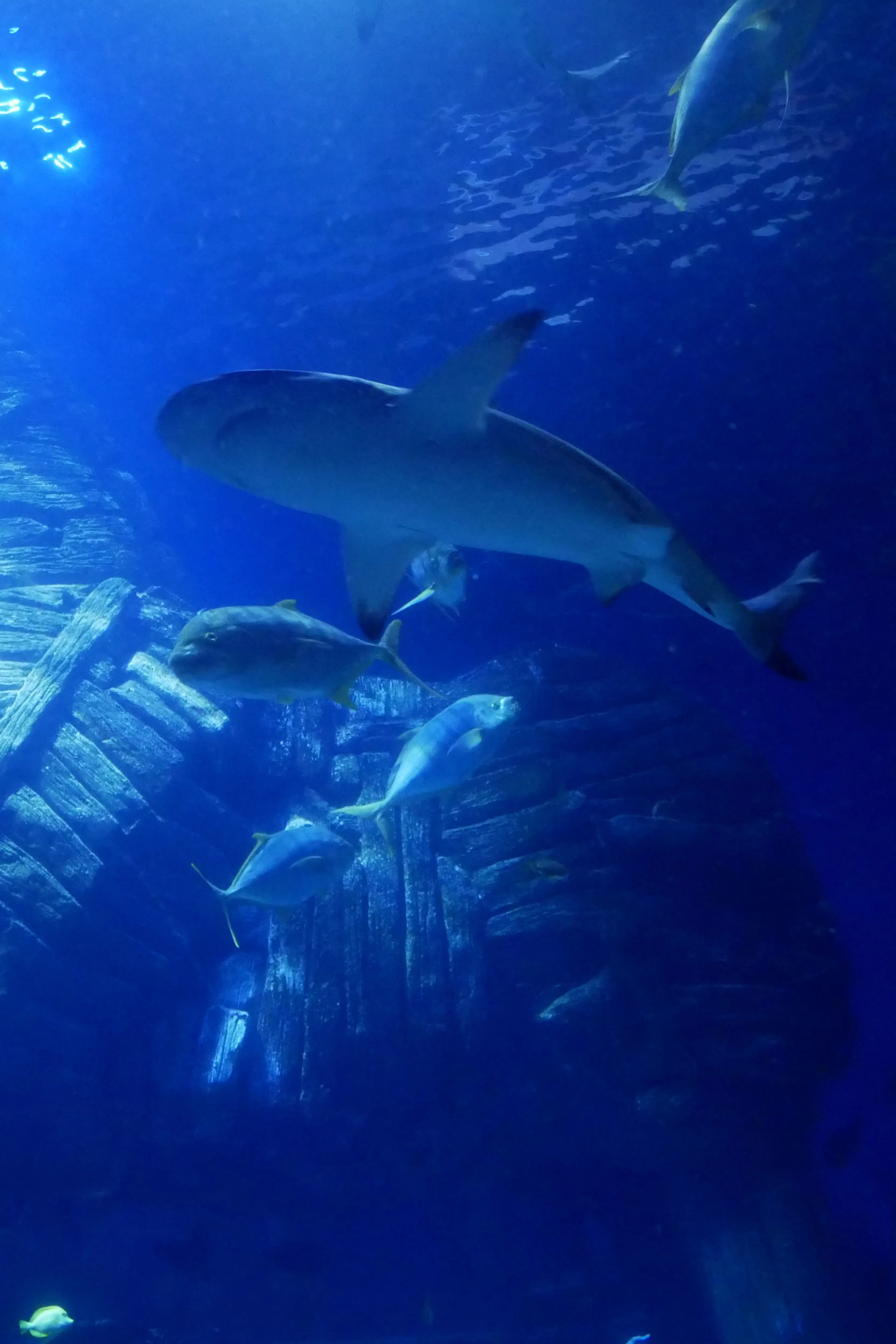 Schwarzspitzen Riffhai