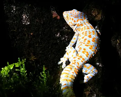 Tokeh Gecko 2 SL München