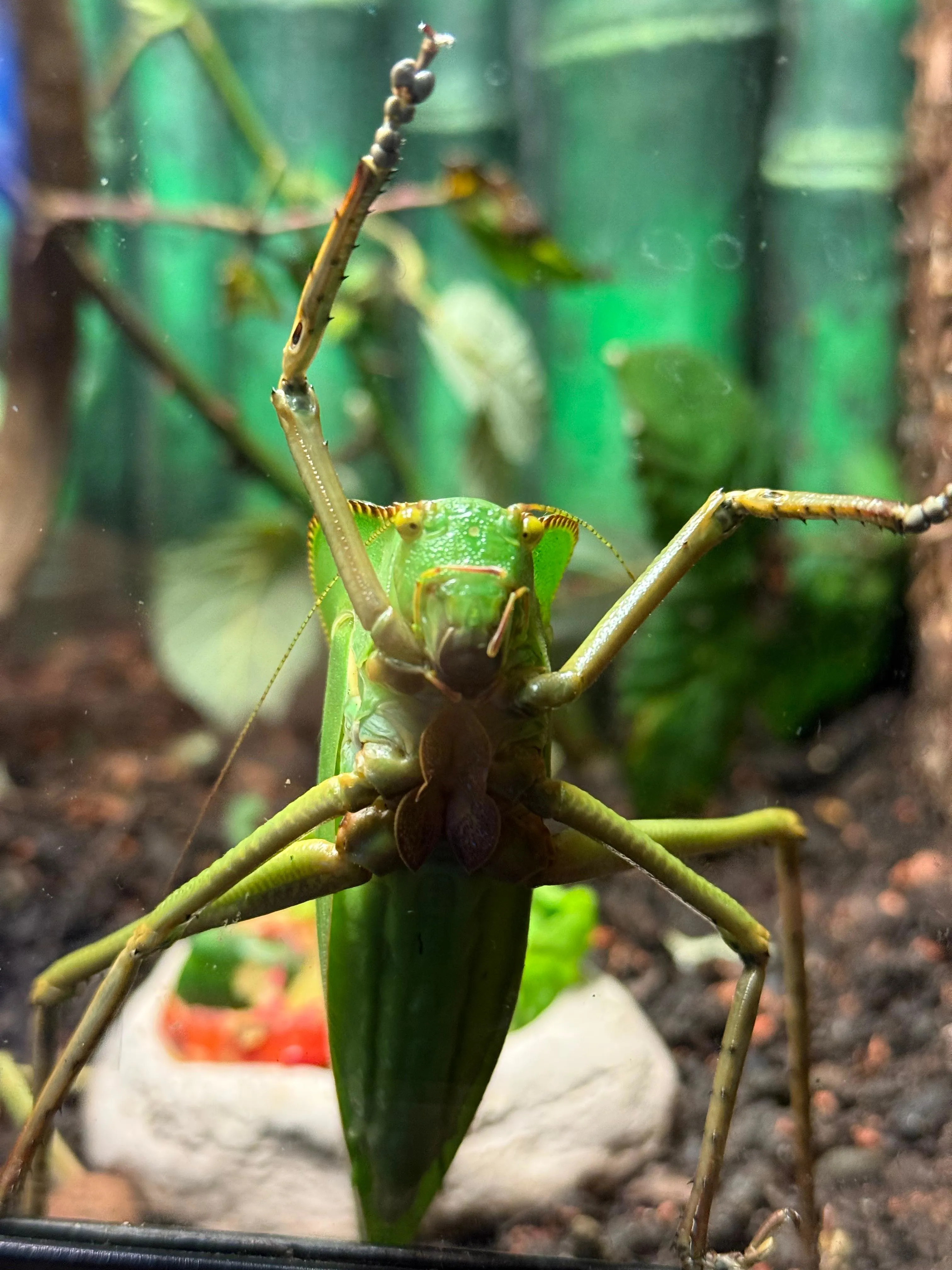 Riesenblattschrecke2