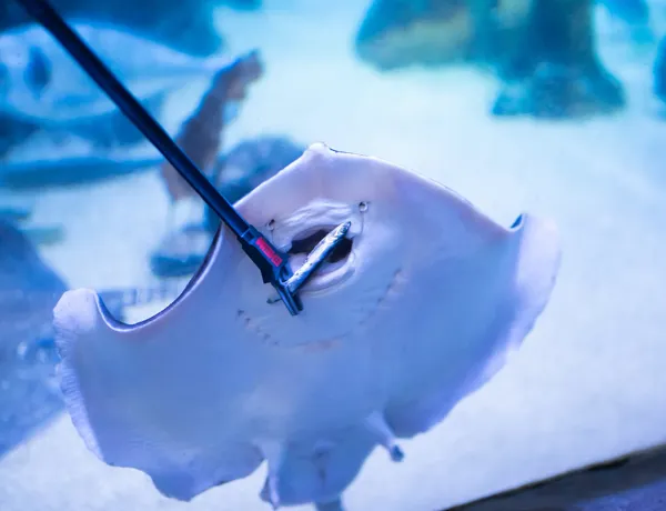 SEA LIFE Feeding