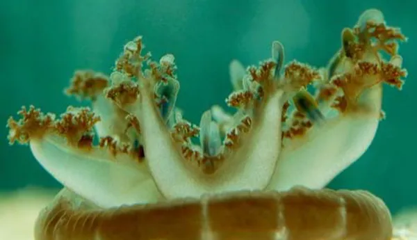Mangrovenqualle