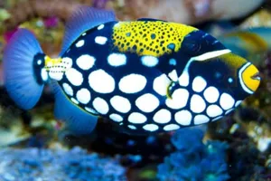 Leopard Drückerfisch