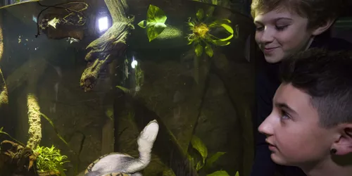 Schildkröten