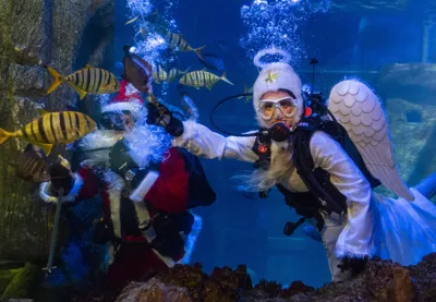 Engel Nikolaus Sealife 006