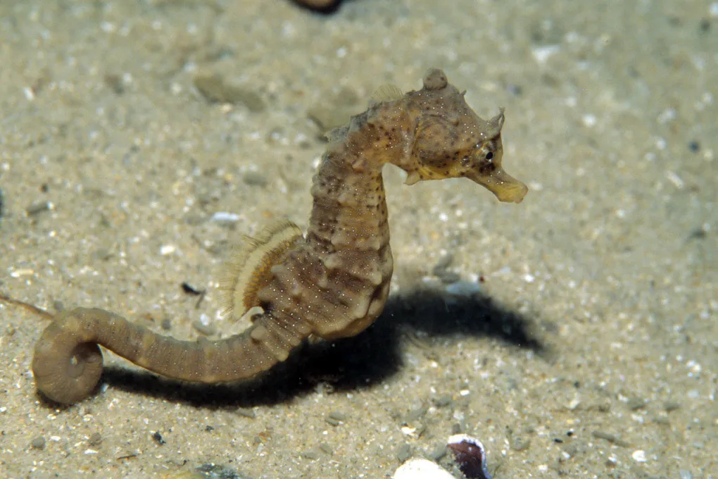 Seahorses | SEA LIFE Munich