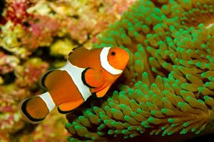 10582 Clownfish With Anemone