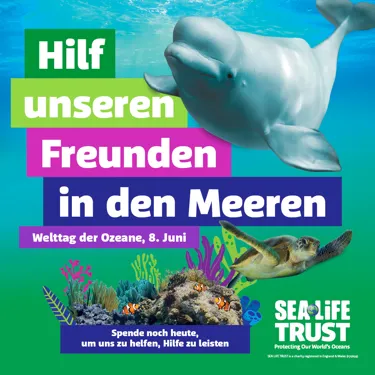 Pre Social Media 1080X1080 German