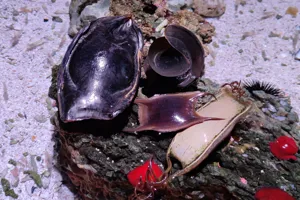 Hai-Eier