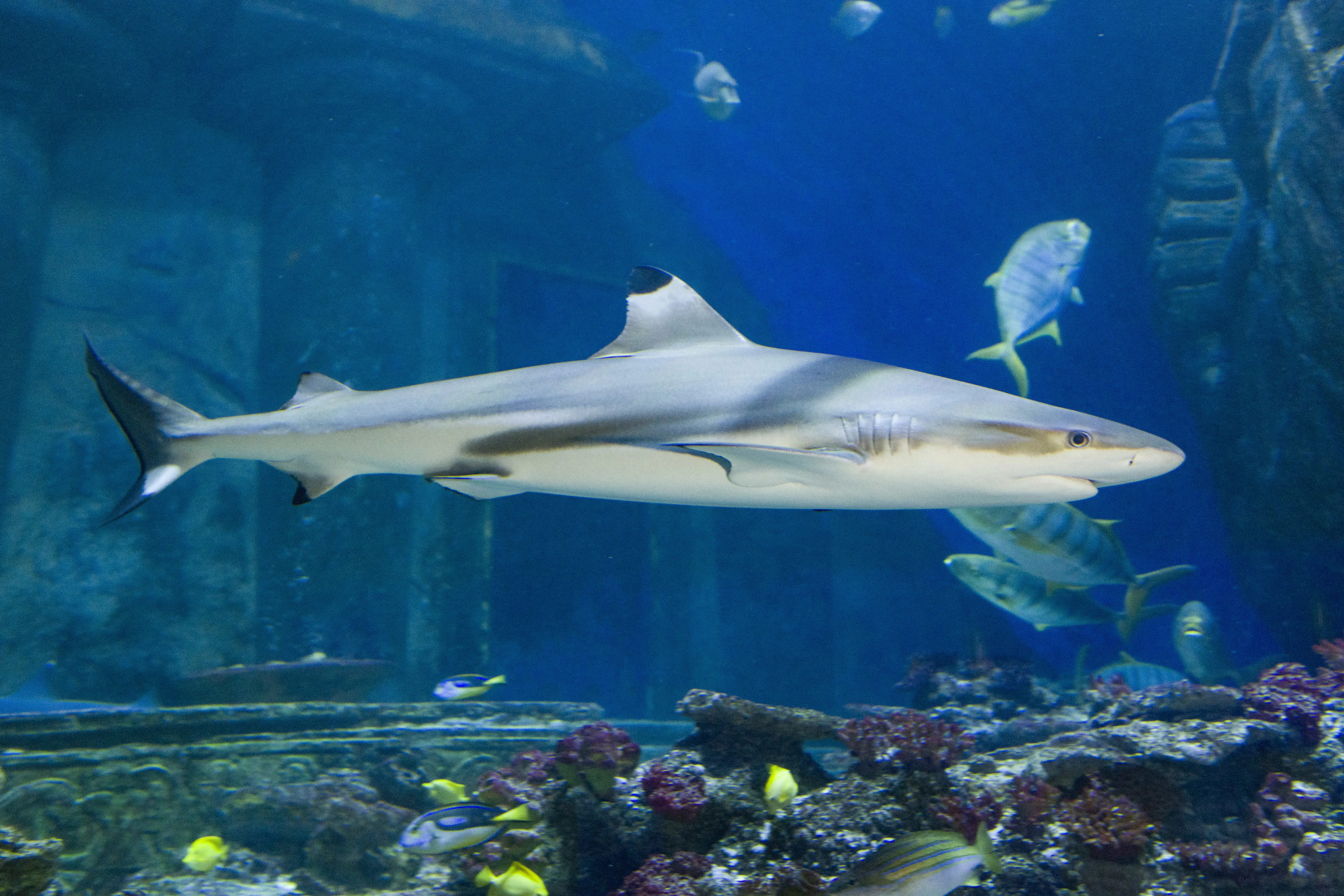 Shark theme weeks at SEA LIFE Munich