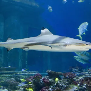 Shark theme weeks at SEA LIFE Munich
