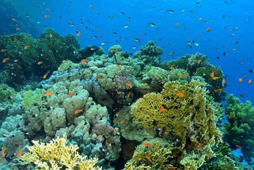 SEA LIFE is committed to the conservation of coral reefs