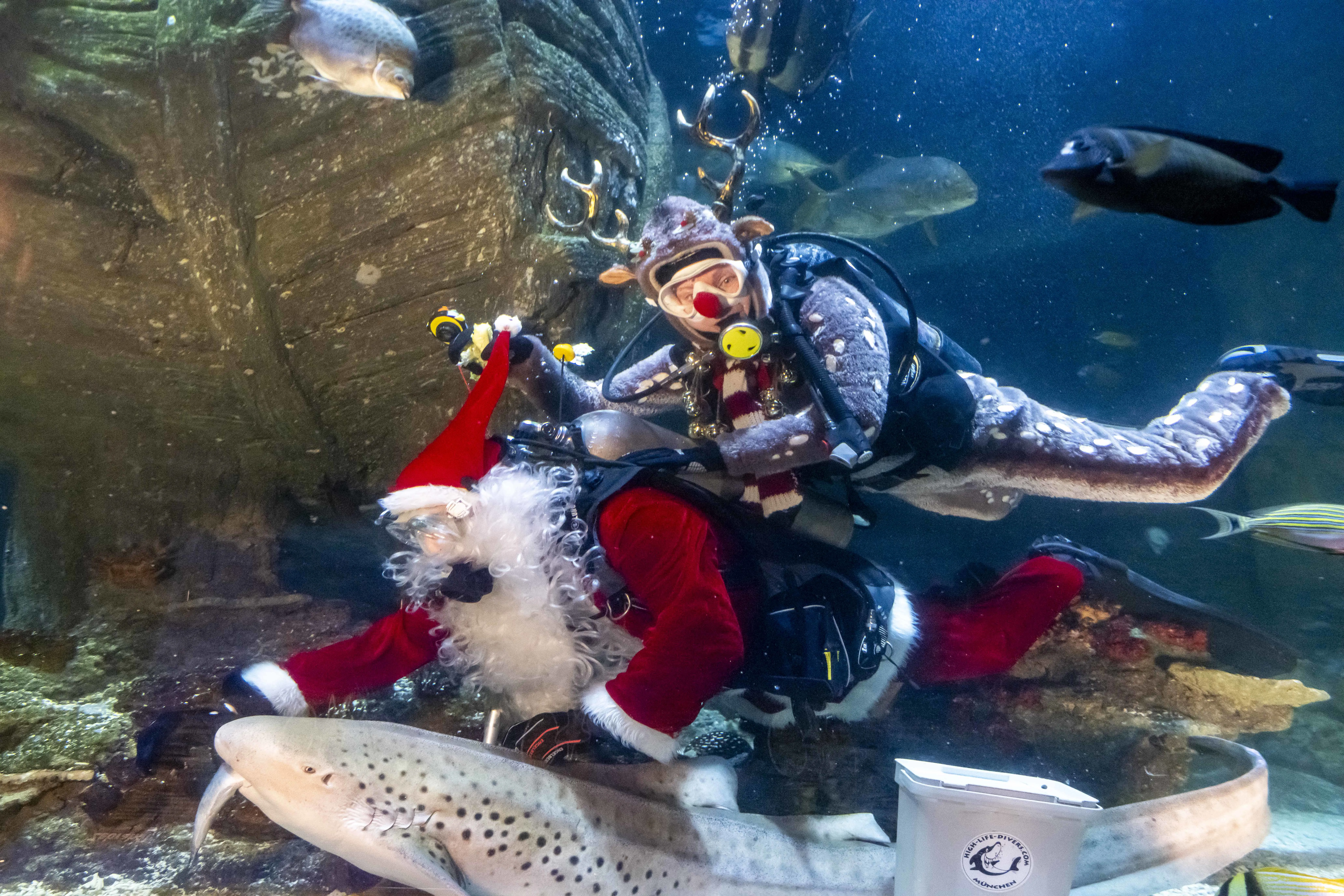 Nikolaus Sealife 077[1]