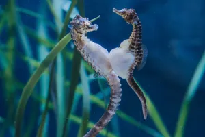 Australisches Dickbauchseepferdchen