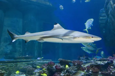 Schwarzspitzen Riffhai im SEA LIFE München