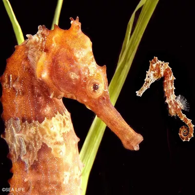 Long-snouted seahorse | SEA LIFE Munich