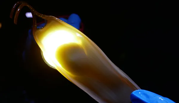 Discover real shark eggs