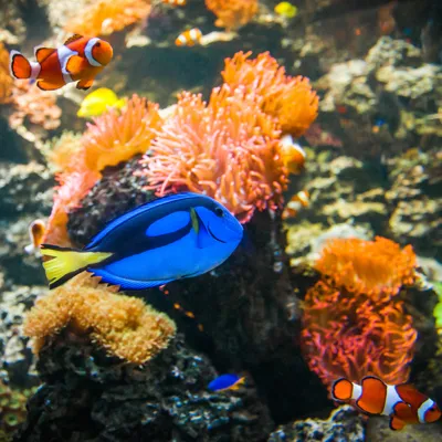 Doktorfisch