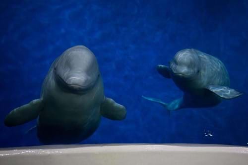 Die Belugawale Little Grey und Little White wurden vom SEA LIFE Trust zurück in die Natur gebracht