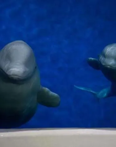 Die Belugawale Little Grey und Little White wurden vom SEA LIFE Trust zurück in die Natur gebracht