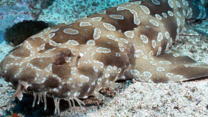 Teppichhai Sea Life Munchen