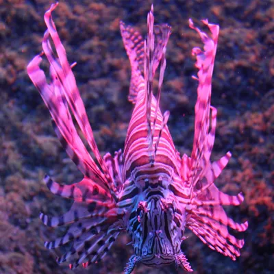 Rotfeuerfisch Sea Life