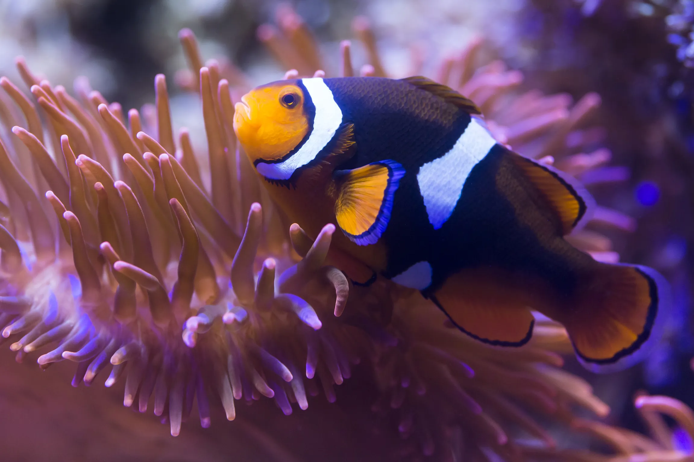 Clownfisch in seiner Anemone im SEA LIFE München